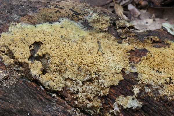 Schizophora paradoxa parassitata da Colletotrichum sp.